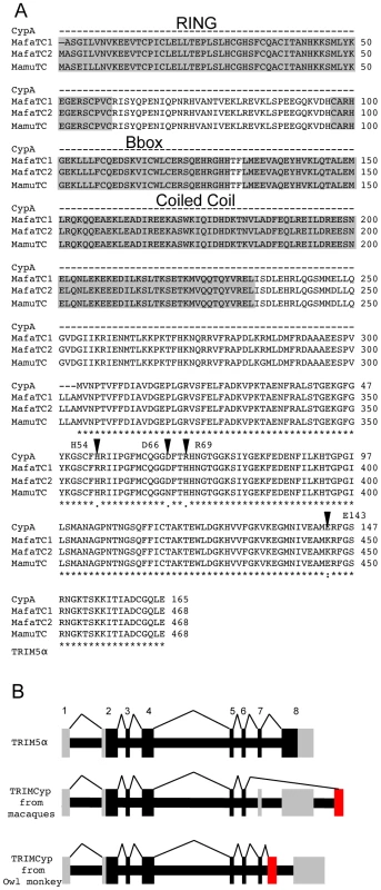 Sequence comparison of CypA and TRIMCyps from <i>Macaca mulatta</i> and <i>Macaca fascicularis</i> reveal differences in the Cyp domain of species variants of TRIMCyps.