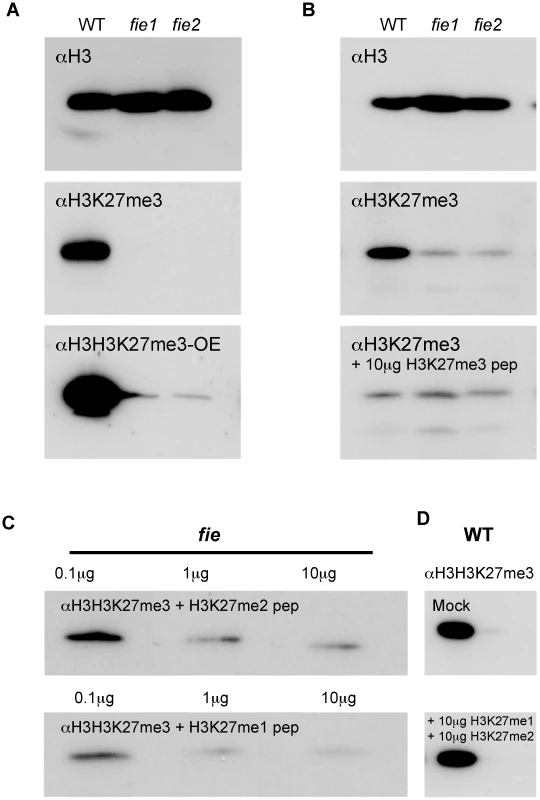 Western blot detection of the H3K27me3 mark.