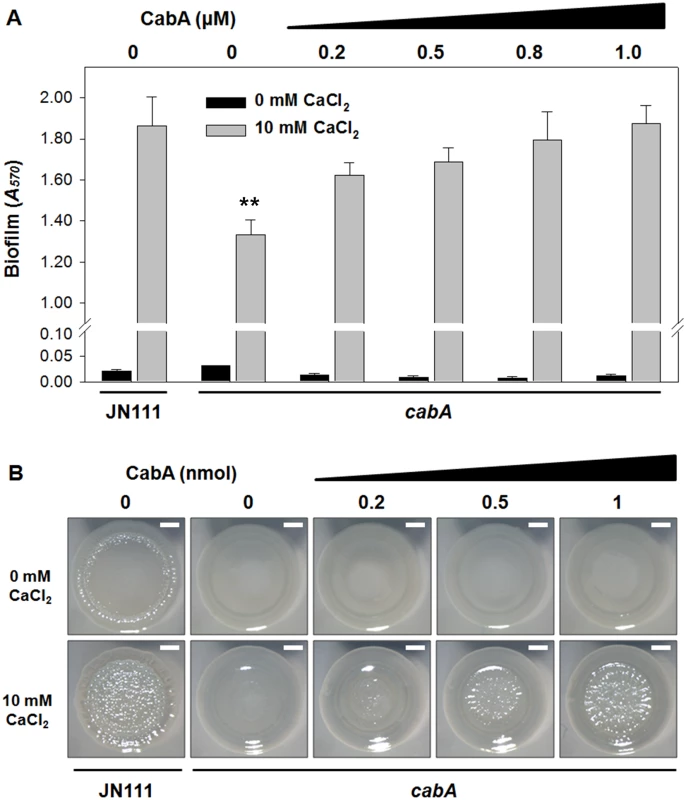 Effects of purified CabA protein on biofilm formation and colony morphology.
