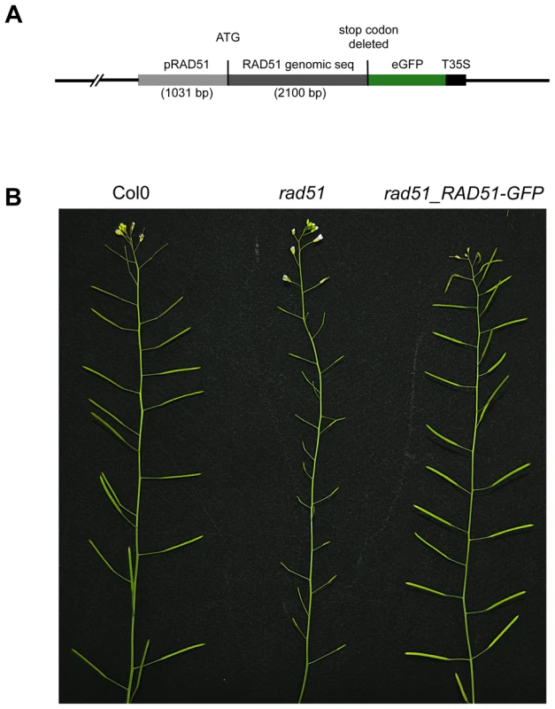 RAD51-GFP restores fertility of the Arabidopsis <i>rad51</i> mutant.