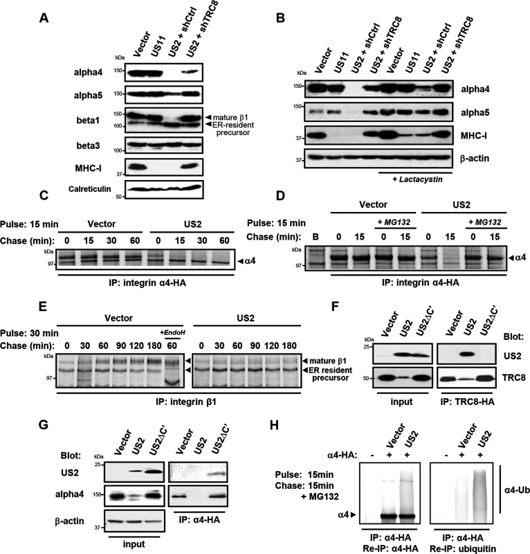 US2 induces the proteasomal degradation of integrin α4 and α5 and prevents maturation of the β1 integrin.
