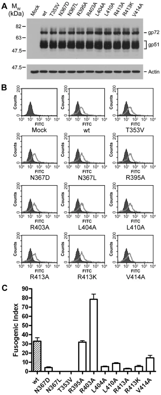 Expression and fusogenicity of mutant BLV envelopes.