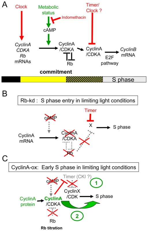 Speculative model of the light-dependent regulation of S phase entry in <i>Ostreococcus</i>.