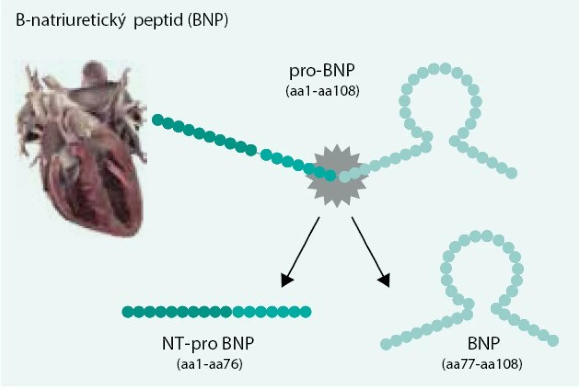 B-natriuretický peptid