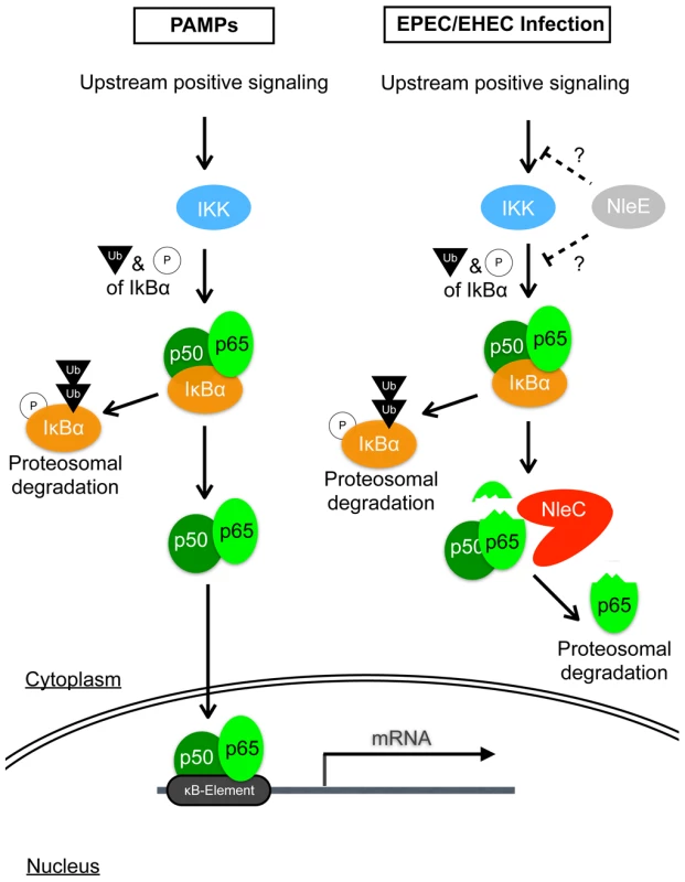 Schematic diagram illustrating the modes of action of NleC and NleE in host NF-κB suppression.