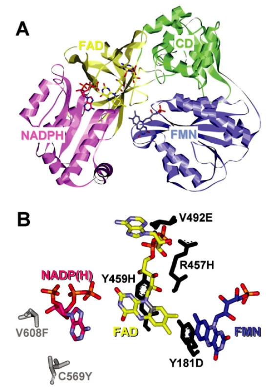 Struktura krysí NADPH-cytochrom P450 oxidoreduktázy vykazující 95% sekvenční identitu s lidskou CYPOR
Panel A – stužkový diagram terciární struktury CYPOR s vyznačeným N a C koncem. 
FMN-vážící doména je označená modře, spojující doména je označená zeleně, FAD-vážící doména je označená žlutě a NADPH-vážící doména je označena růžově
Panel B – polymorfizmy nacházející se v blízkosti FMN, FAD a NADPH jsou znázorněné v pevné konfiguraci. Varianty 1 až 4 (černě) korelují s těžkými mutacemi způsobujícími ABS, zatímco
5–6 (sivě) korelují s lehčími mutacemi vedoucími ke poruše v steroidogenezi (22, 25)