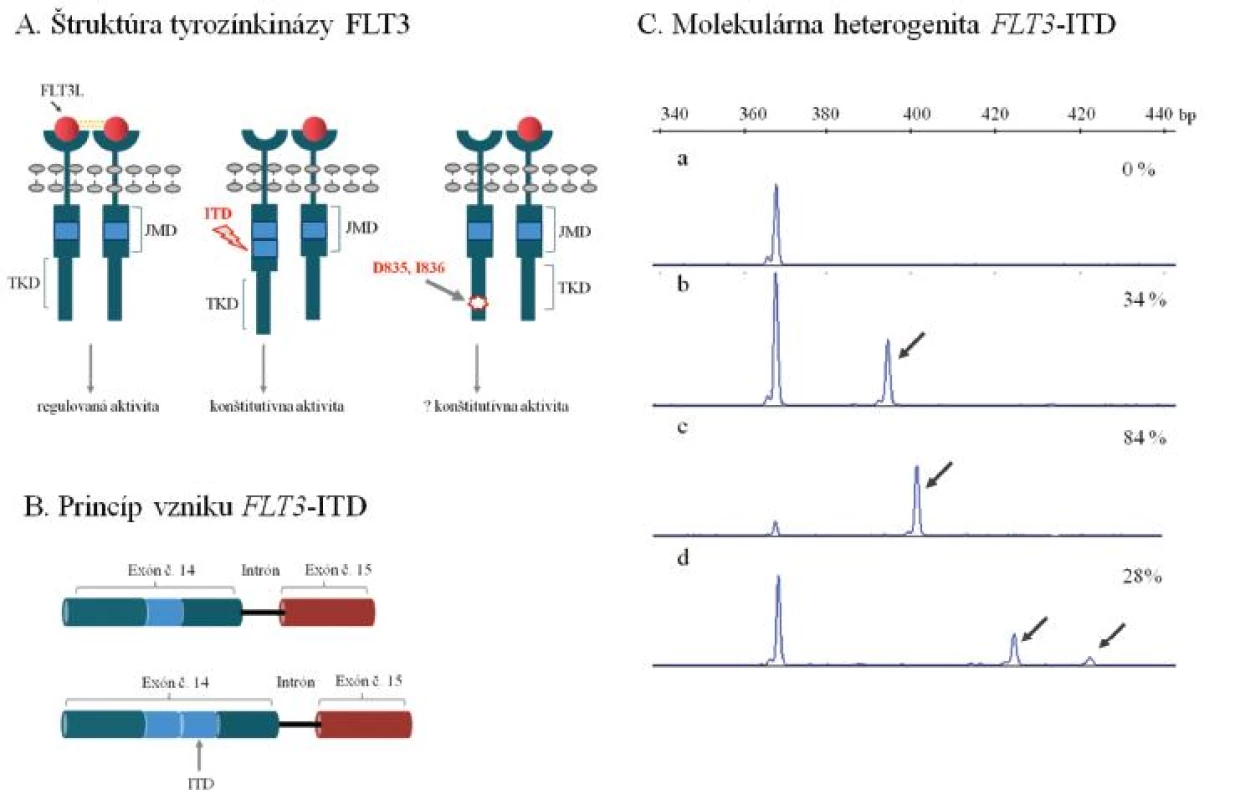 Najčastejšie molekulárne mechanizmy leukemogenézy tyrozínkinázy FLT3 u AML. (A) Schéma štruktúry membránovo viazanej tyrozínkinázy FLT3. Väzba ligandu iniciuje dimerizáciu a aktiváciu tyrozínkinázy, ktorá spúšťa kaskádu bunkovej signalizácie, ktorá reguluje proliferáciu krvotvorných buniek. Interná tandemová duplikácia v juxtamembránovej doméne a bodové mutácie meniace aminokyselinové zloženie v kodónoch 835 prípadne 836 (D835 a I836) v tyrozínkinázovej doméne navodzujú konštitutívnu, nekontrolovanú aktivitu tyrozínkinázy FLT3. (B) Schématické znázornenie internej tandemovej duplikácie (ITD) v géne FLT3. Duplikujú sa variabilne dlhé nukleotidové sekvencie predovšetkým v oblasti exónu 14, ale i exónu 15, ktoré kódujú JMD tyrozínkinázy FLT3. (C) Molekulárna heterogenita FLT3-ITD. Výsledky fragmentačnej analýzy ukazujú na variabilitu v dĺžke duplikovanej oblasti a kvantitatívnom zastúpení FLT3-ITD medzi pacientmi, u ktorých sa pozorujú aj viacpočetné mutované alely (a - negatívna vzorka s nálezom štandardnej alely FLT3, b až d - vzorky s nálezom FLT3-ITD). Šípka naznačuje mutovanú alelu FLT3-ITD, ktorá je v každom z uvedených príkladov prítomná spoločne so štandardnou alelou FLT3. Percentuálne zastúpenie FLT3-ITD vzhľadom k celkovej distribúcii FLT3 alel je uvedené. Uvedené príklady analýzy FLT3-ITD predstavujú mutačné profily pacientov, ktorí boli vyšetrení v Laboratóriu molekulárnej biológie Hemato-onkologickej kliniky FNOL v rámci diagnostiky AML. JMD - juxtamembránová doména, TKD - tyrozínkinázová doména, FLT3L – ligand tyrozínkinázy FLT3, bp – bázové páry.