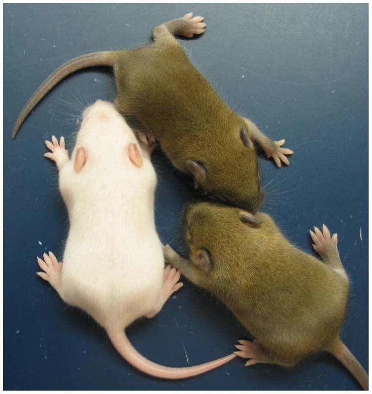 Neonatal MatDup.dist7 mouse rescued by ICR<sup>Δ</sup>.