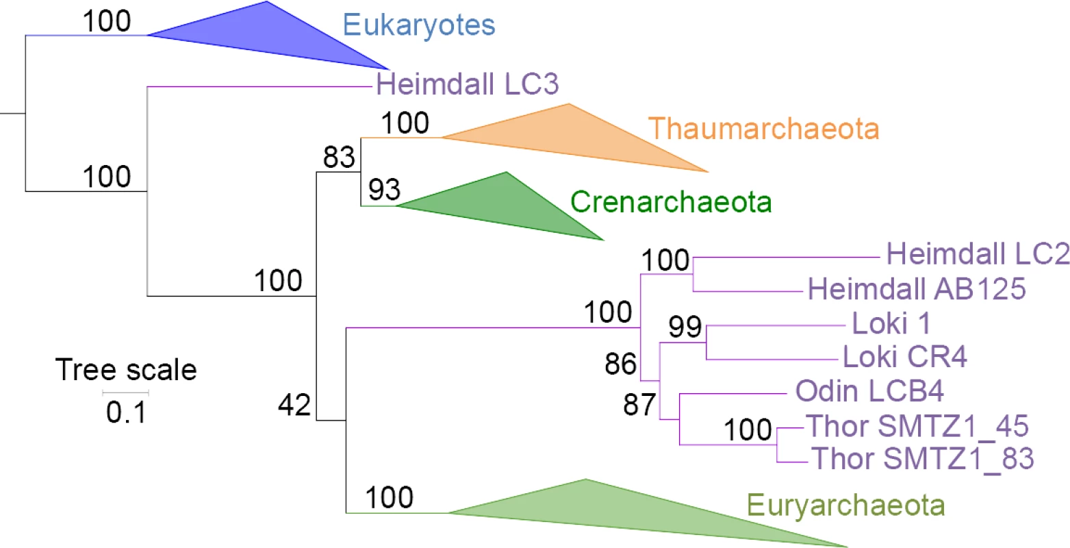 Maximum-likelihood tree of EF2 without bacteria.