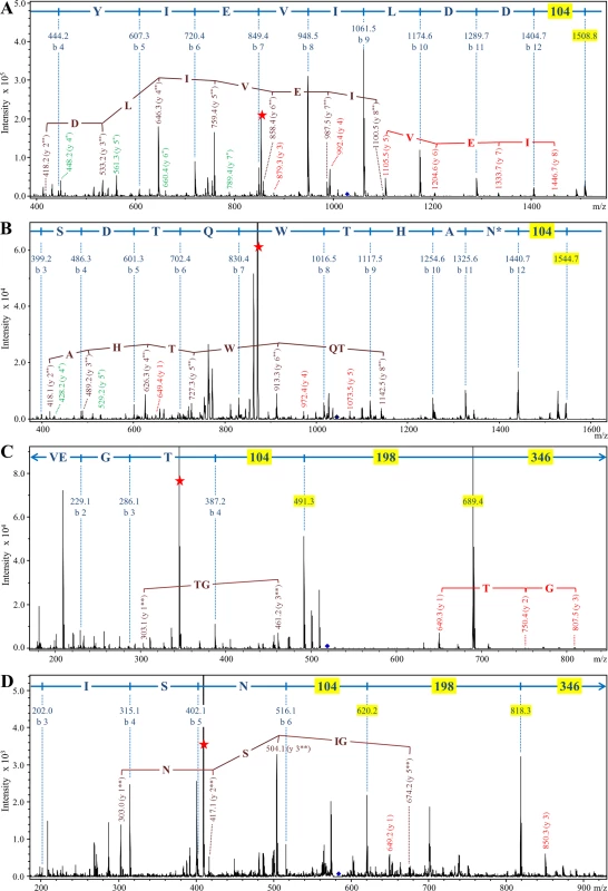 Modification of CTD proteins isolated from wild type W50 with the 648 Da linker.