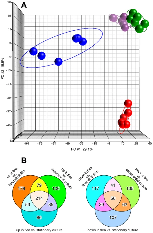 Distinct transcriptional profile of <i>Y. pestis</i> in infected fleas.