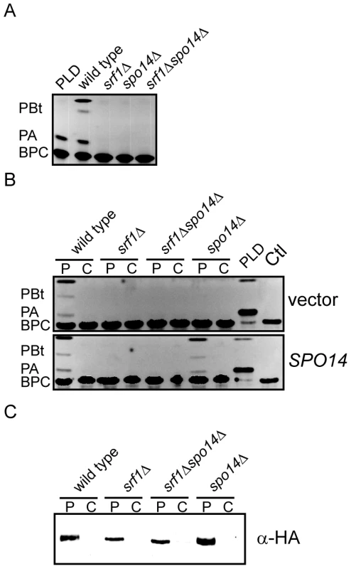 Srf1 regulates phospholipase D catalytic activity in mitotic cells.