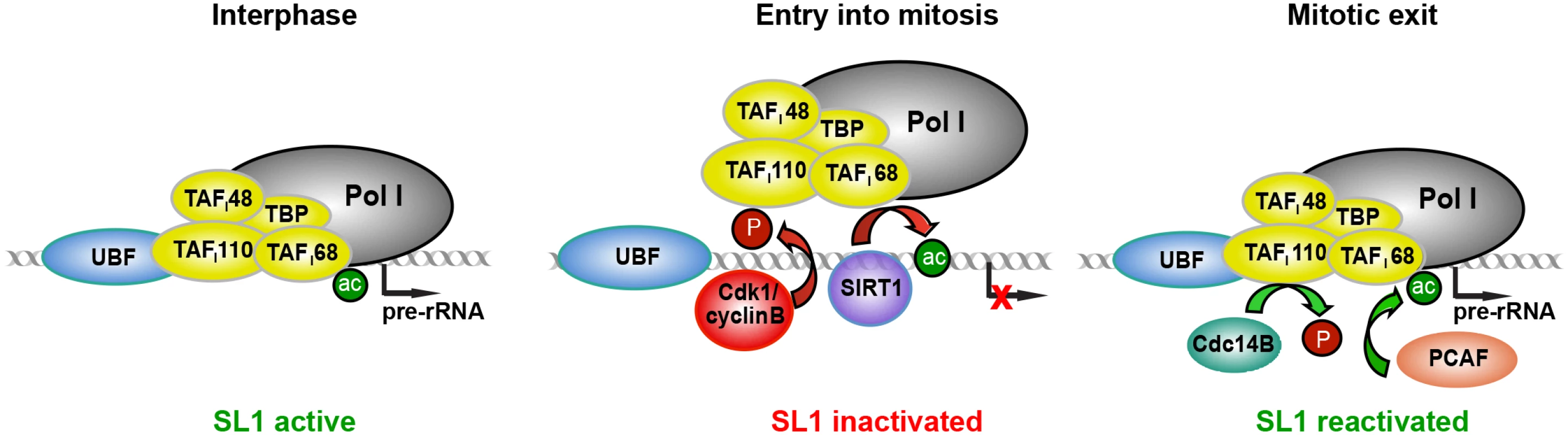 Model illustrating inactivation of SL1 and mitotic repression of Pol I transcription.