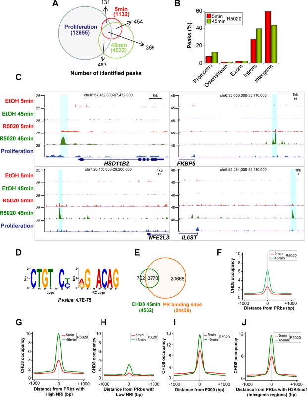 Hormone-dependent CHD8 recruitment to PR binding sites.
