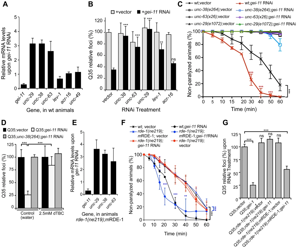 <i>gei-11</i> knockdown effect through regulation of cholinergic receptors at the NMJ.
