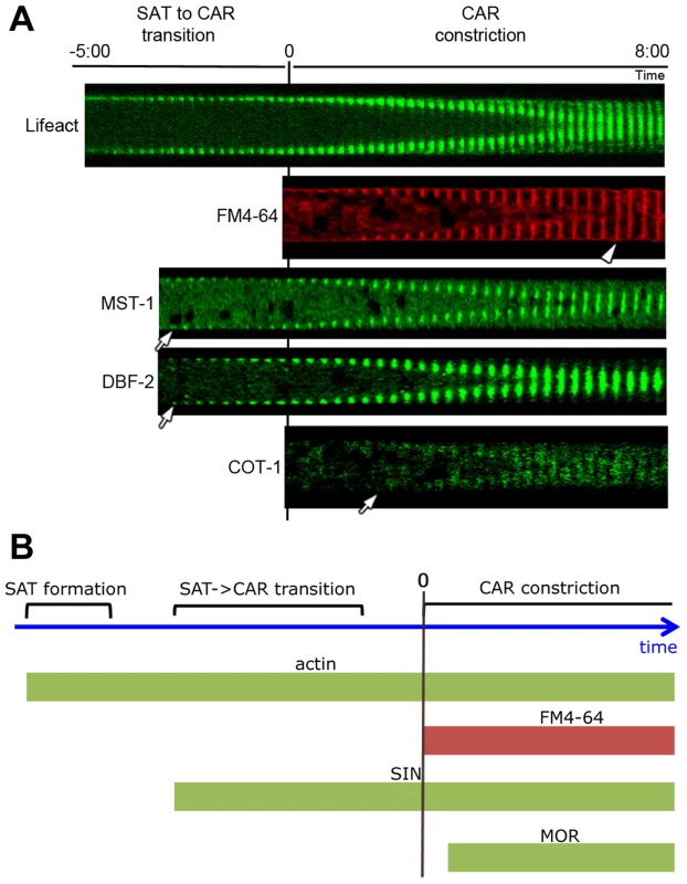 Kinetics of cortex association of SIN and MOR components DBF-2, MST-1 and COT-1 during septum formation.