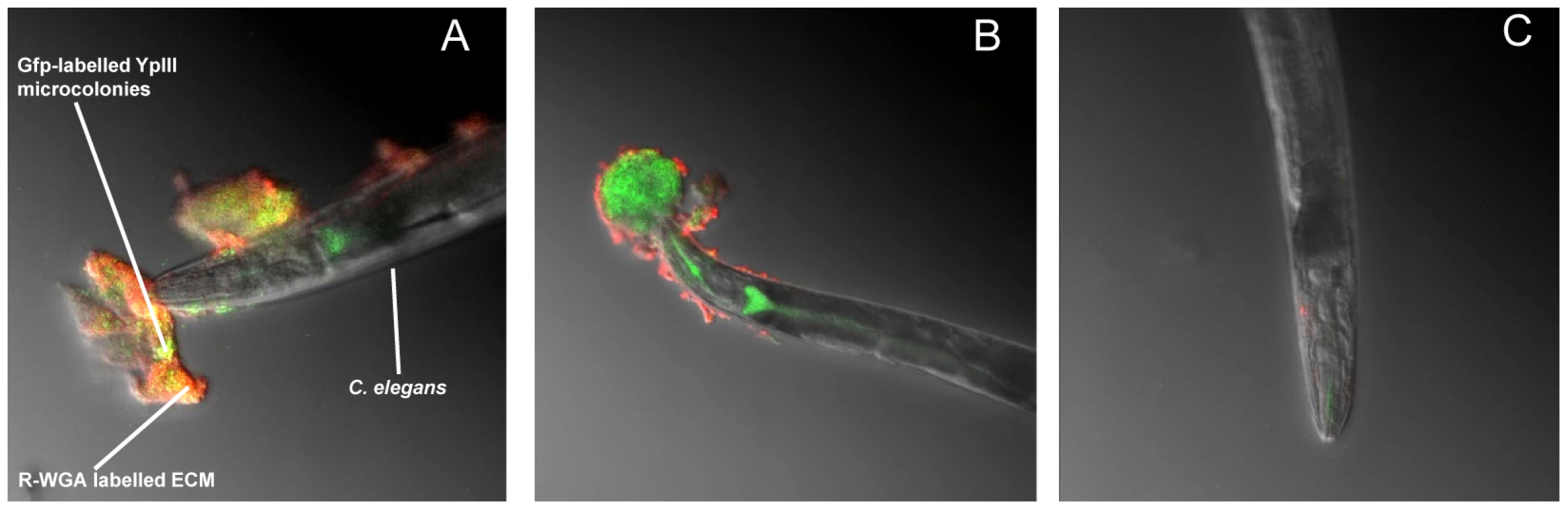 <i>Y. pseudotuberculosis</i> QS mutants are attenuated for biofilm formation on <i>C. elegans</i>.