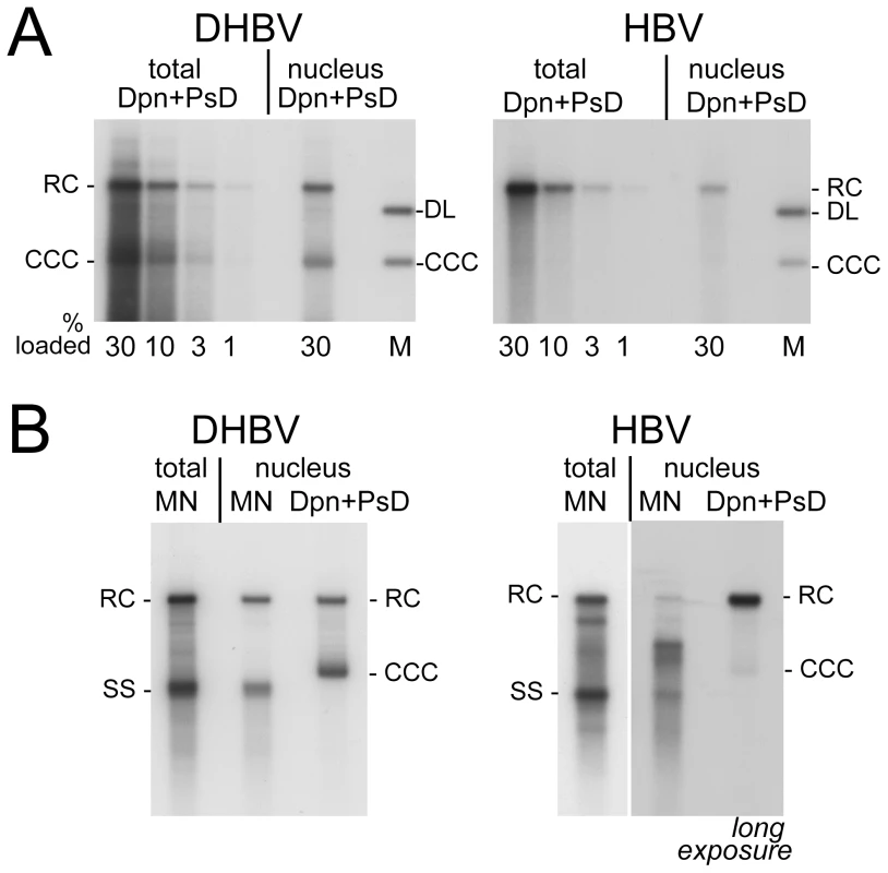 Intracellular distribution and nuclease sensitivity of viral DNAs.