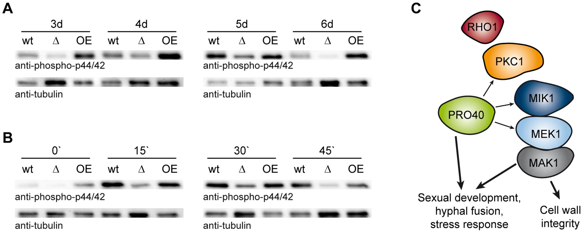 PRO40 is required for correct signaling via the CWI pathway.