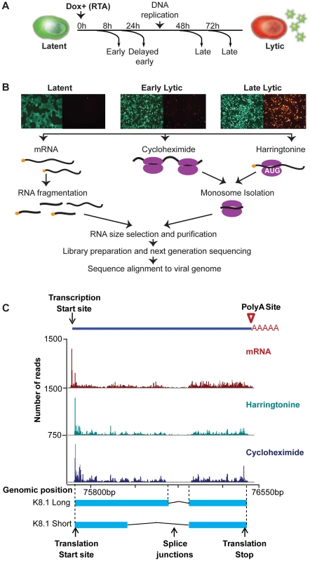 High-resolution mapping of KSHV genomic features.