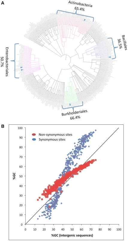 Phylogenetic and genomic variation in GC content.