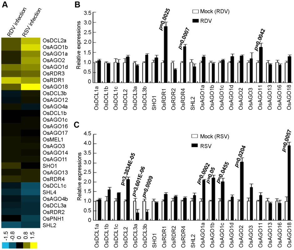 Expression analysis of OsDCLs, OsAGOs and OsRDRs of rice plants infected with RDV and RSV as compared to mock controls.