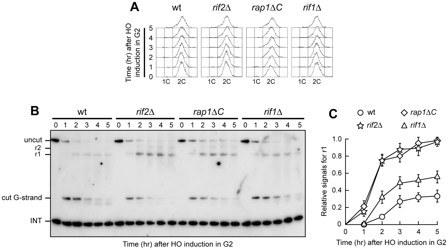 Rap1, Rif1, and Rif2 inhibit resection at a de novo telomere in G2.
