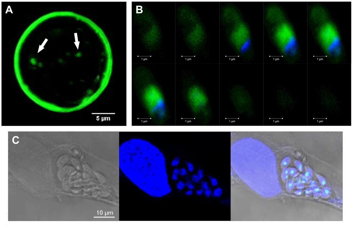 TgNF3 is present exclusively in the cytoplasm of dormant bradyzoites and relocates in the nucleolus during bradyzoite to tachyzoite conversion.