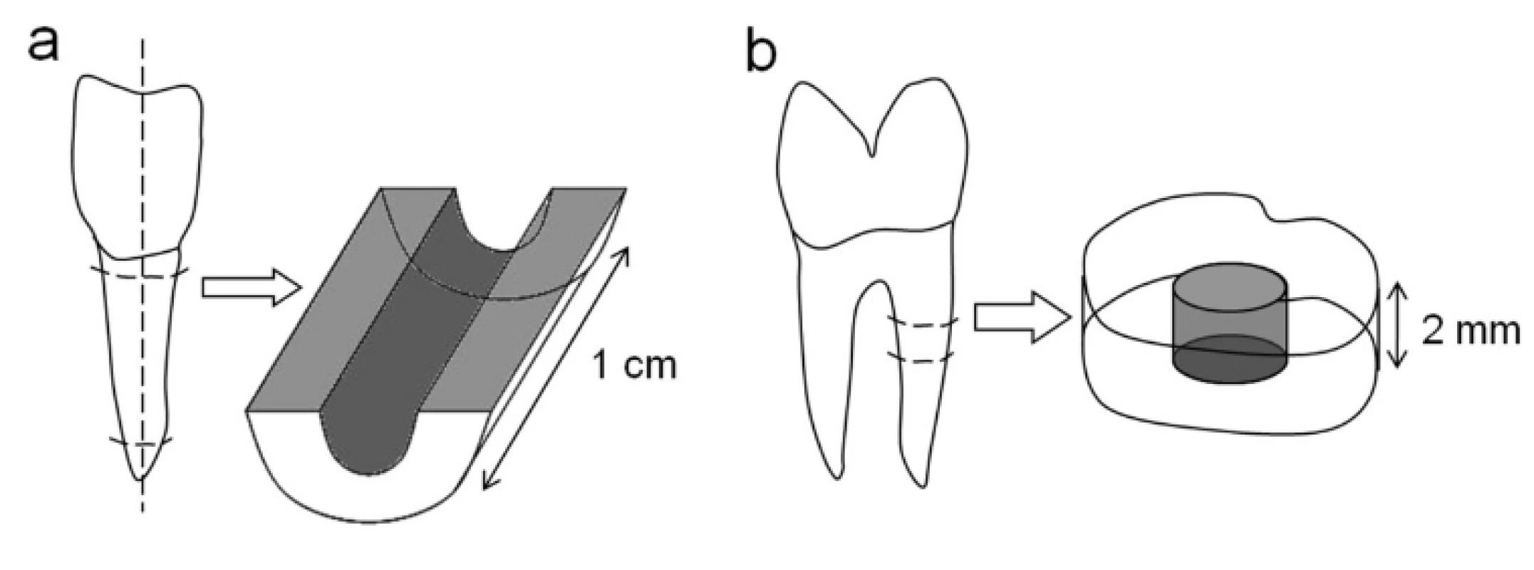 Preparation of bovine and human root canal models. Bovine roots were sectioned longitudinally and the root canal surface was treated with a rose-bur (a). Additionally, human roots were cut horizontally into 2 mm thick discs after root canal preparation (b). Both models underwent ultrasonic desorption to remove the accumulated „smear layer“(abrasive dust, debris).