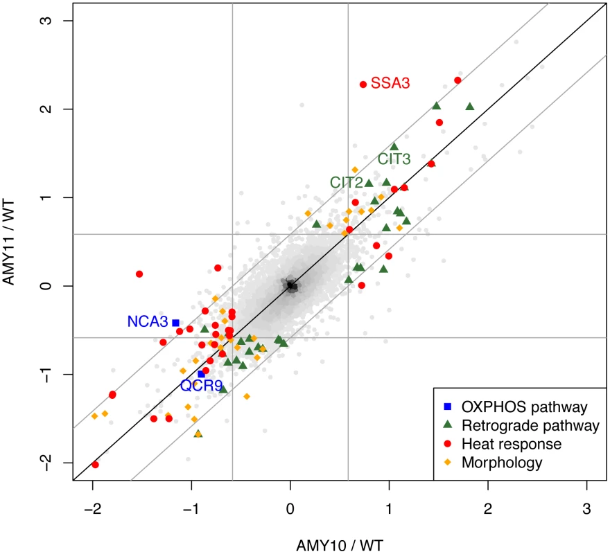 Transcriptome profiles of yeast strains expressing <i>P. anserina Atp9</i> genes indicate functional OXPHOS and regulatory responses to the nuclear relocation of <i>ATP9</i>.