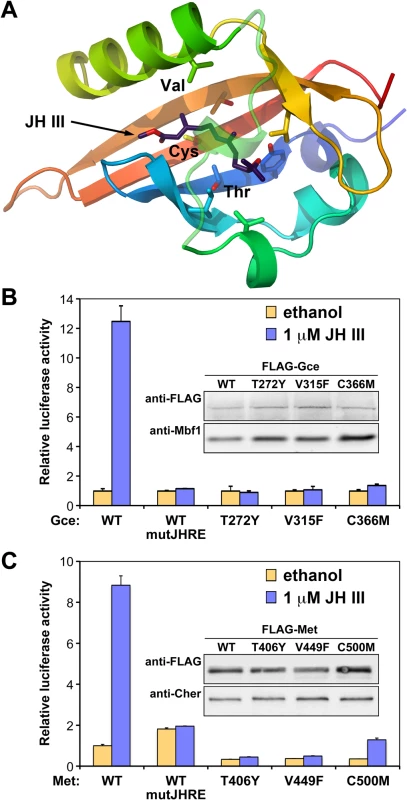 Gce and Met mutated in their JH-binding domains are incapable of activating transcription.
