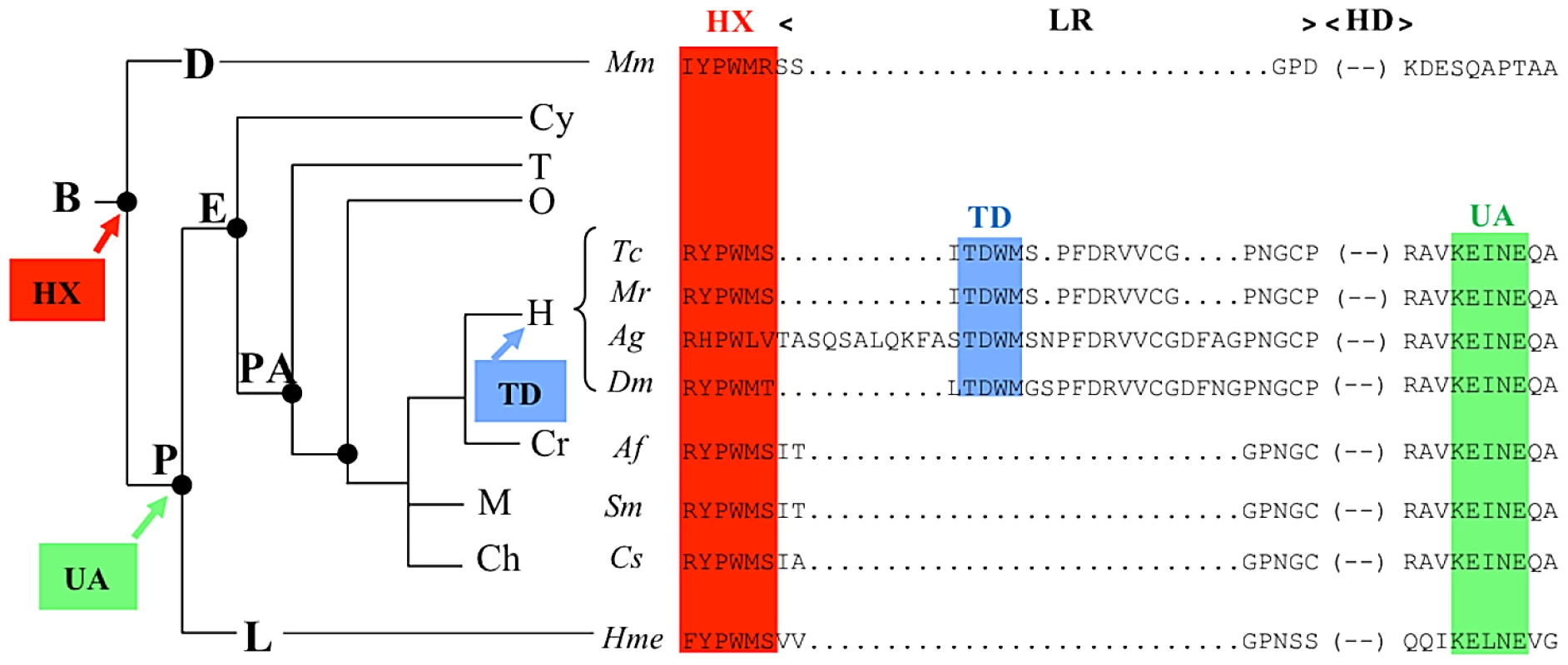 Phylogeny of the HX, TD, and UbdA protein domains.