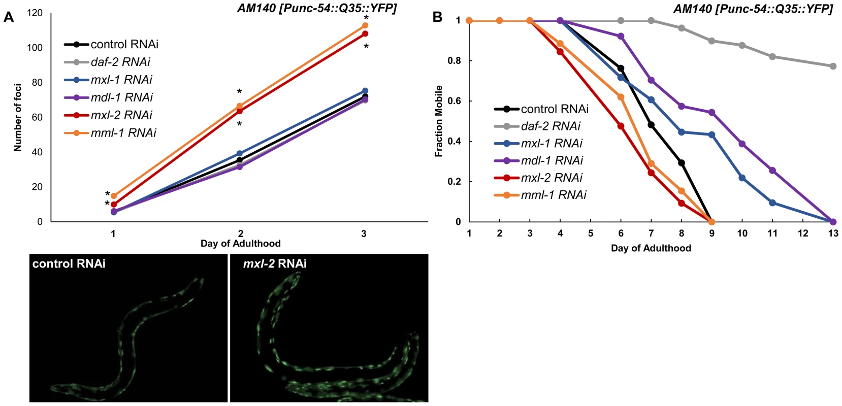 Myc-Mondo/Mad transcription factors influence proteostasis.