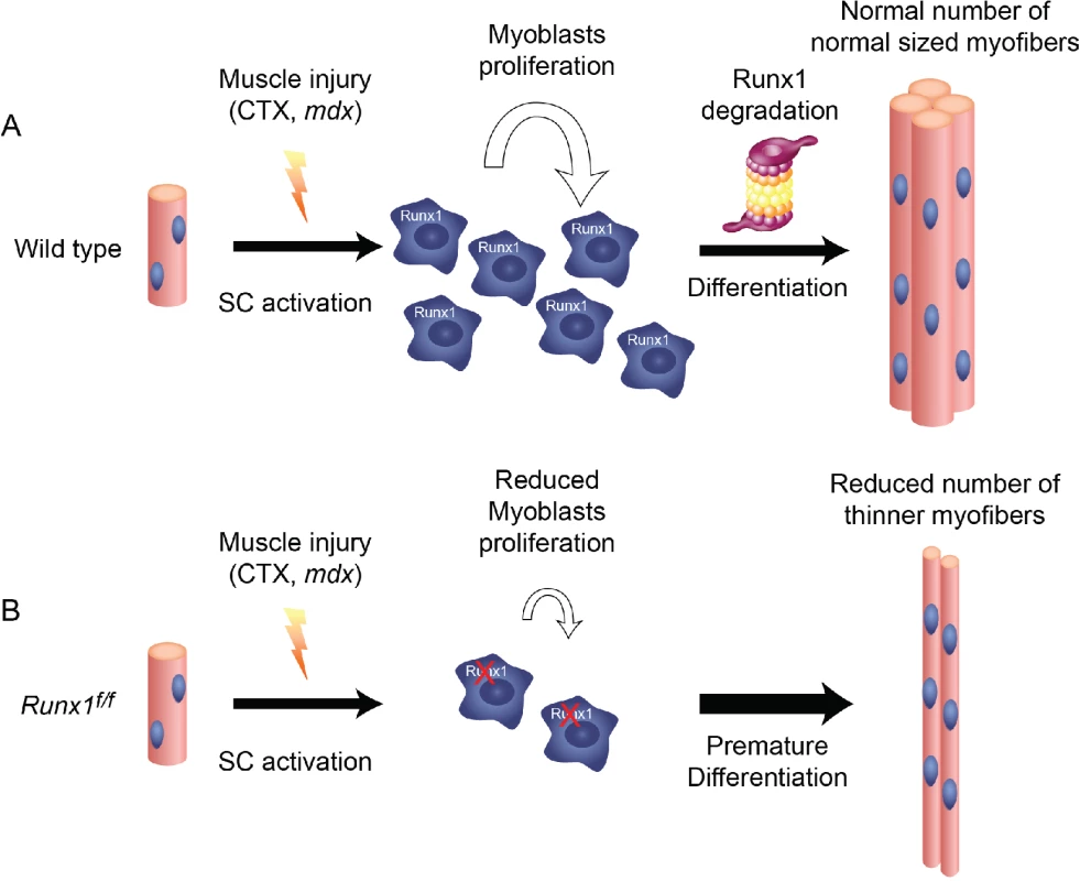Runx1 is required for myoblast proliferation during muscle regeneration.