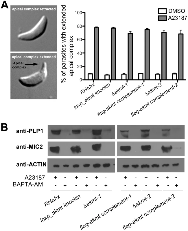 Ca<sup>2+</sup> influx induced apical complex extension and microneme secretion are not affected in extracellular <i>Δakmt</i> parasites.