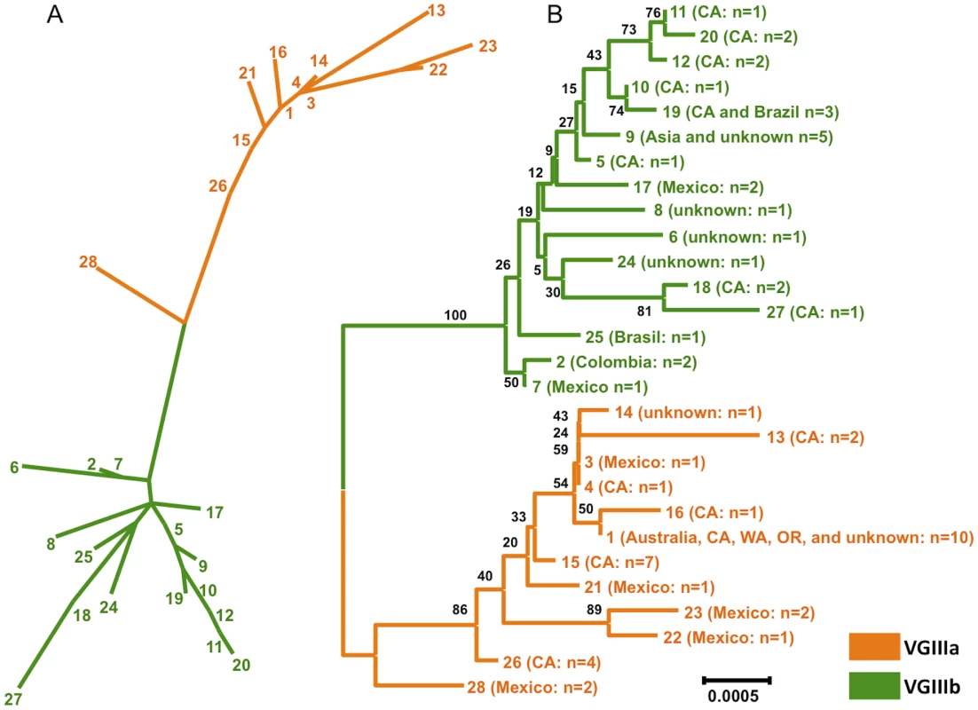 Clustering and phylogenetic analyses of global VGIII isolates reveals two well-supported lineages and one intermediate genotype.