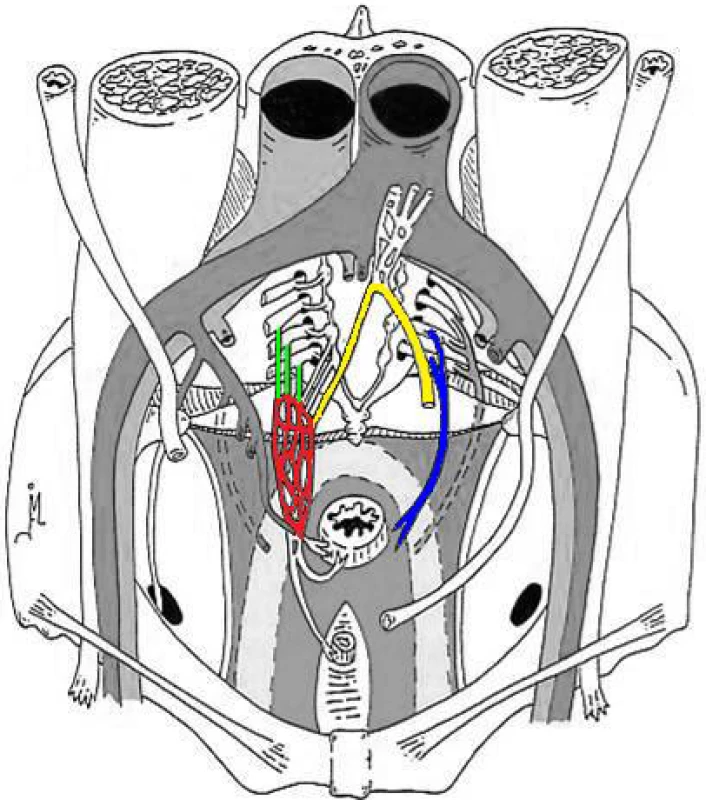 Anatomical Graph of the Pelvic Floor and the Autonomic Nerves