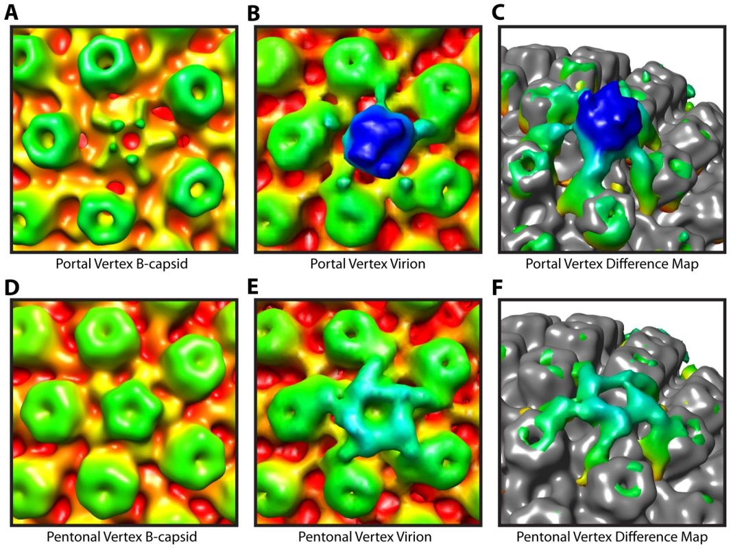 Tegument-capsid interactions at the portal and pentonal vertices.