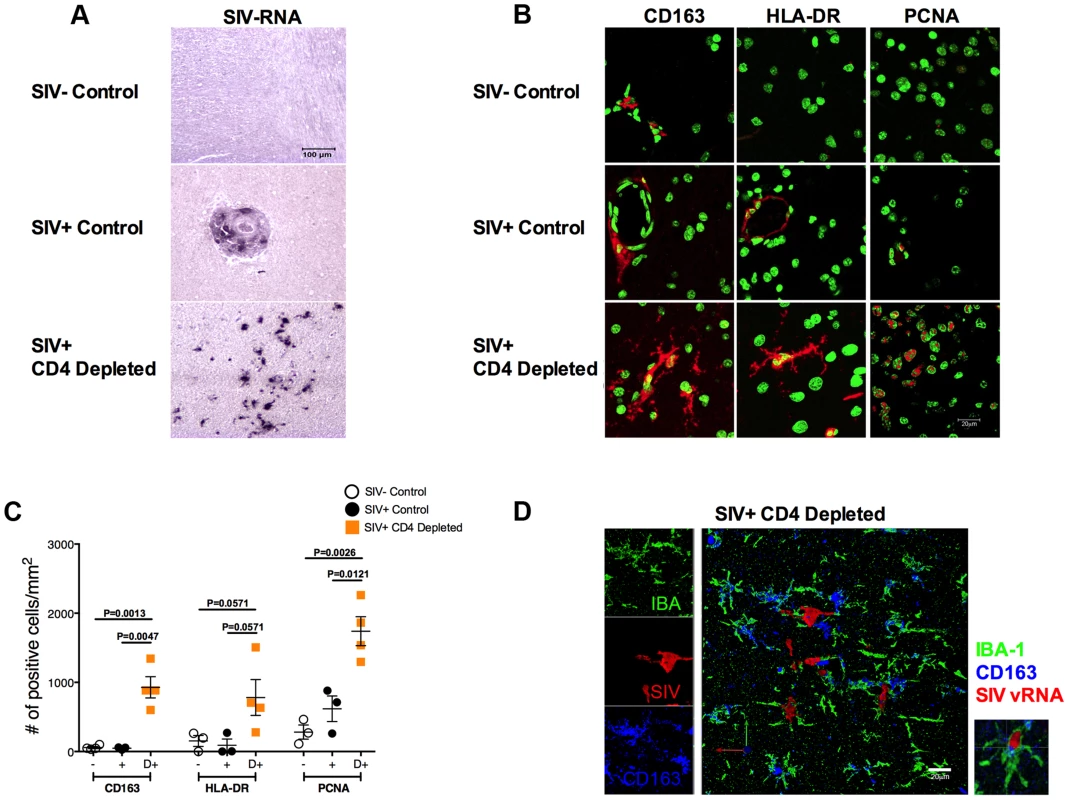 Massive activation and productive infection of microglia in CD4-depleted RMs.
