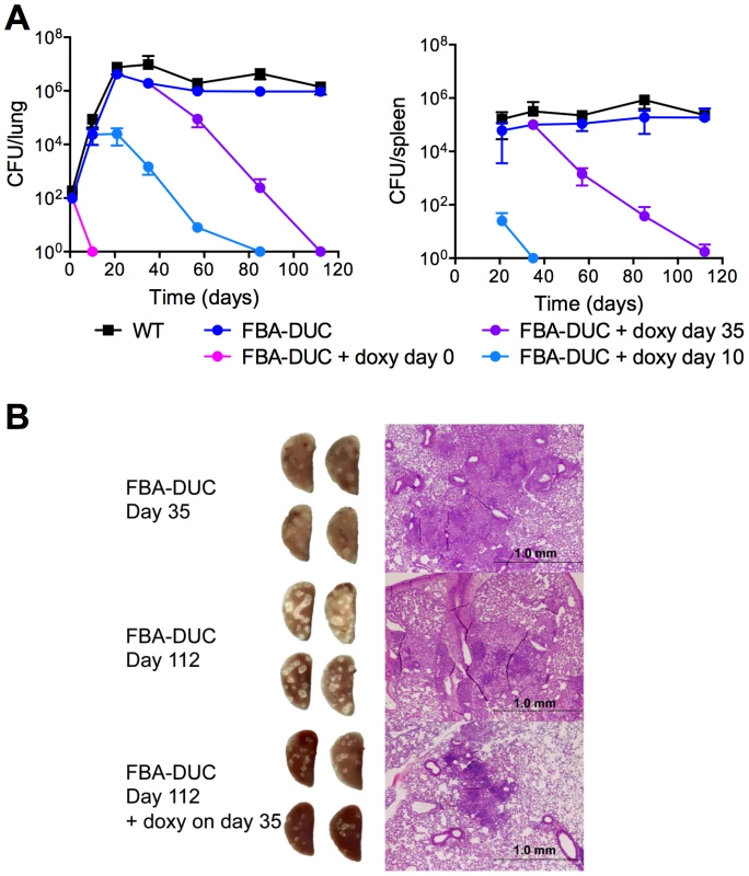 FBA is required for replication and persistence of <i>Mtb</i> in mice.
