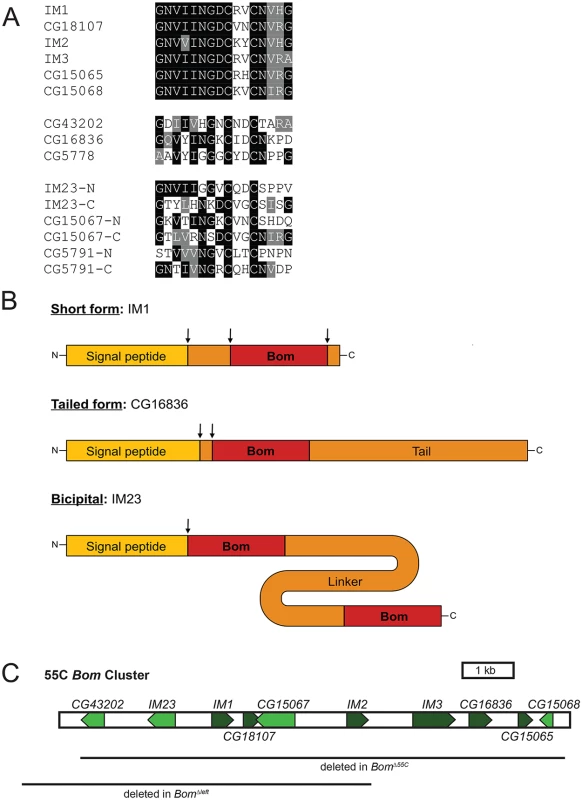 <i>Bom</i> genes share a conserved 16-aa motif.