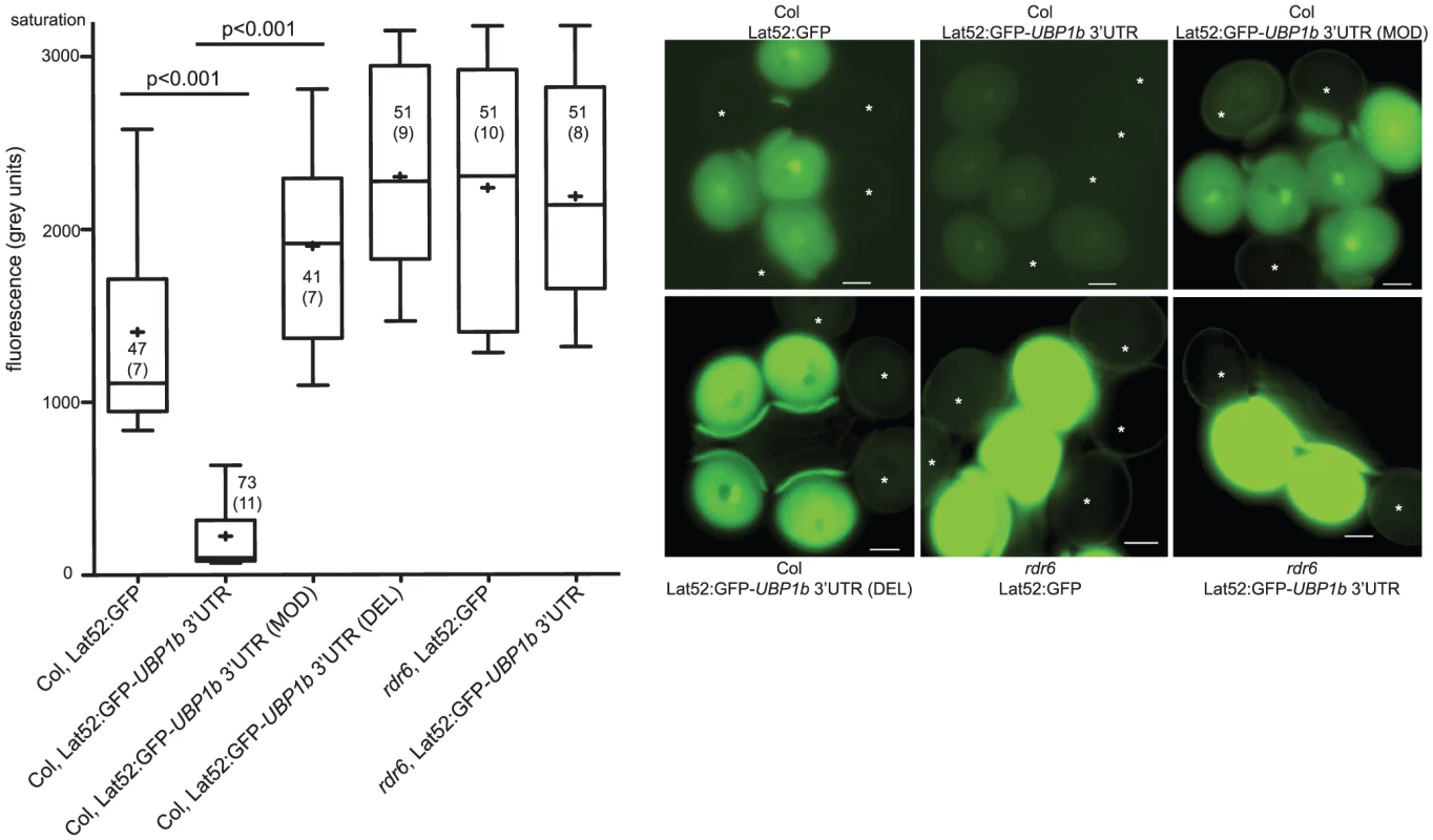Accumulation of 21–22 nt siRNA854 in wt pollen regulates transgene transcripts with the <i>UBP1b</i> 3′UTR.
