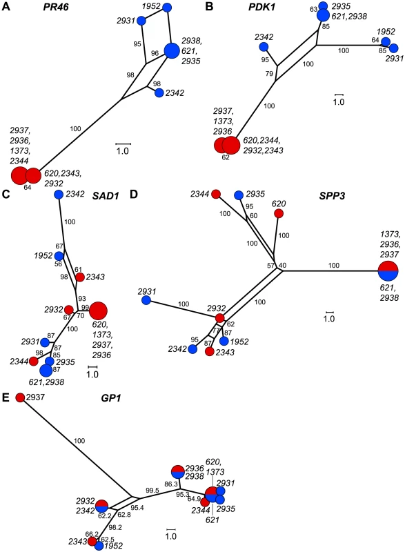 Haplotype networks of <i>MT</i> and autosomal genes.