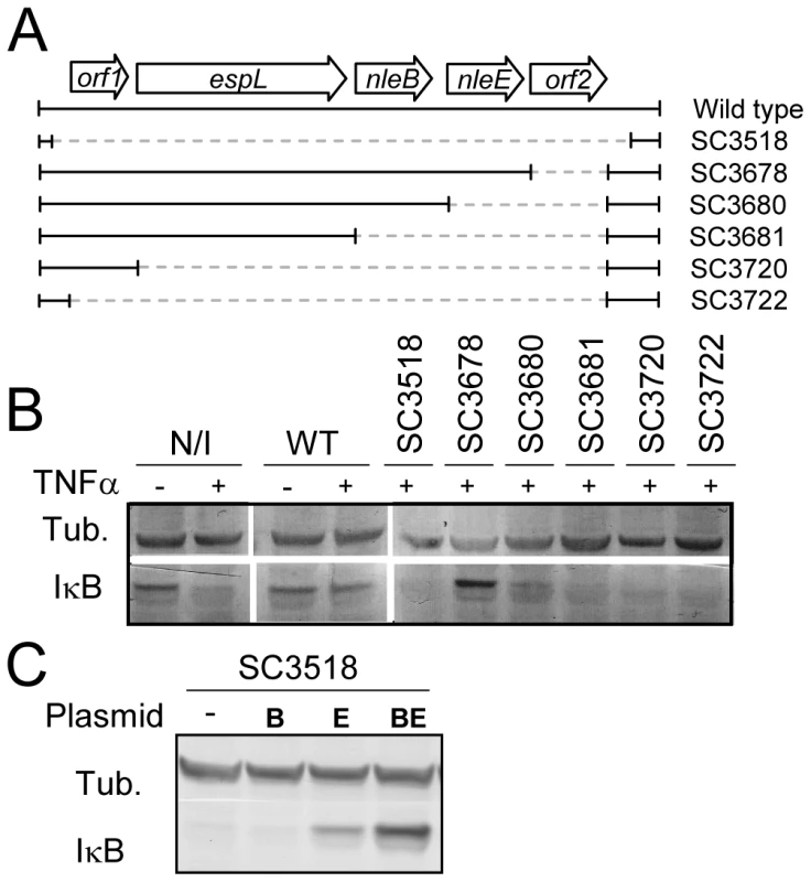 NleE is required for EPEC inhibition of TNFα-induced IκB degradation.