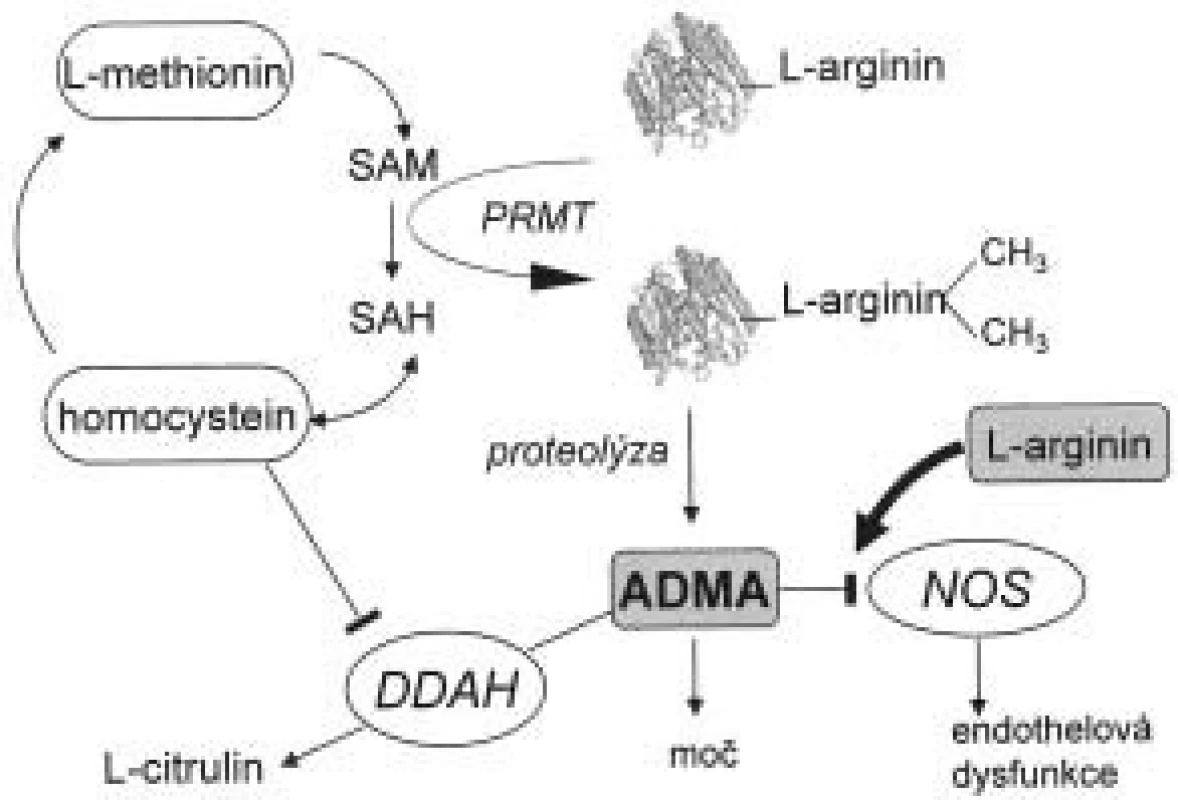 Biosyntéza a metabolizmus ADMA. 