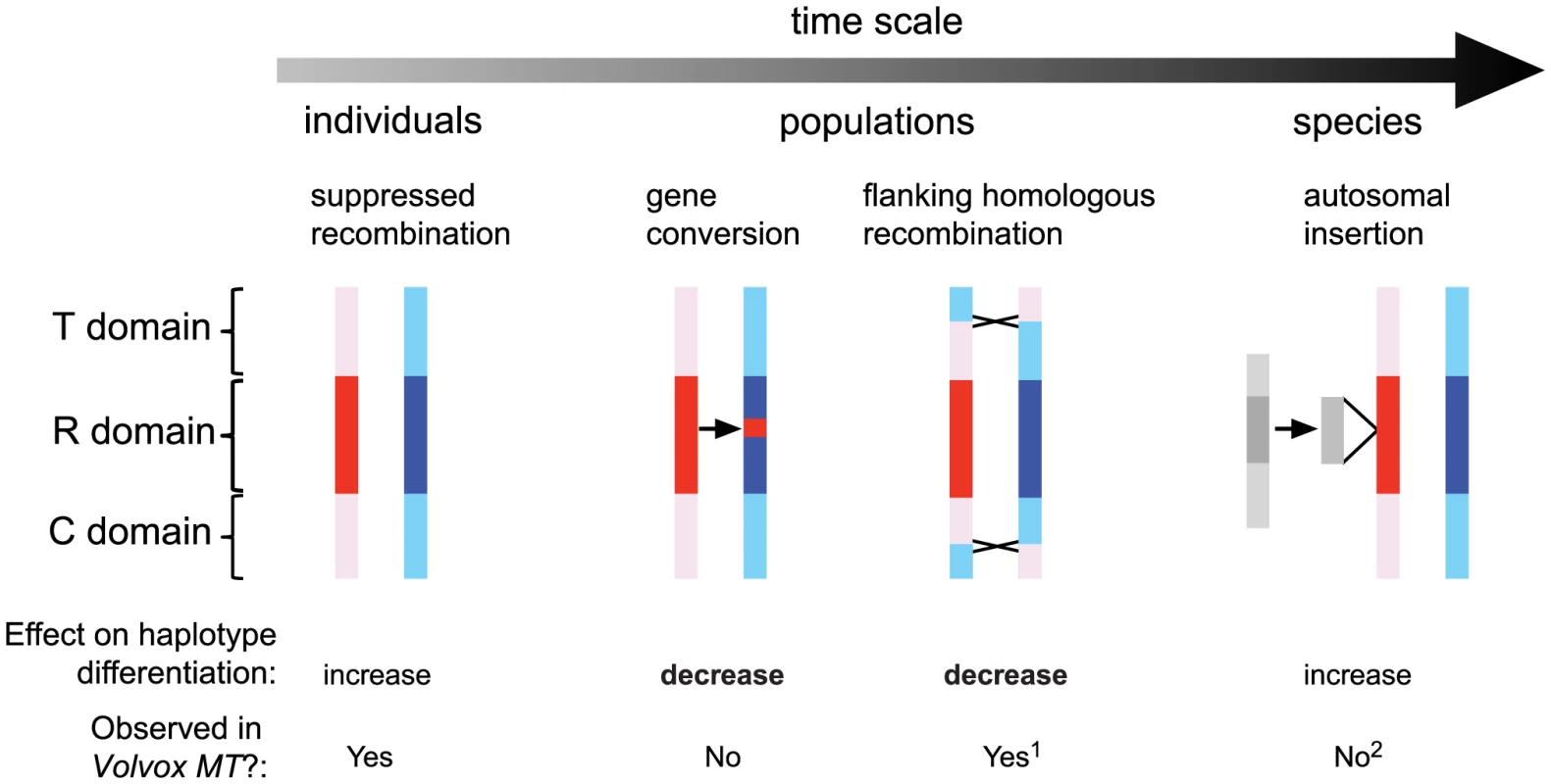 Genetic processes that shaped evolution of the <i>Chlamydomonas reinhardtii</i> mating locus.