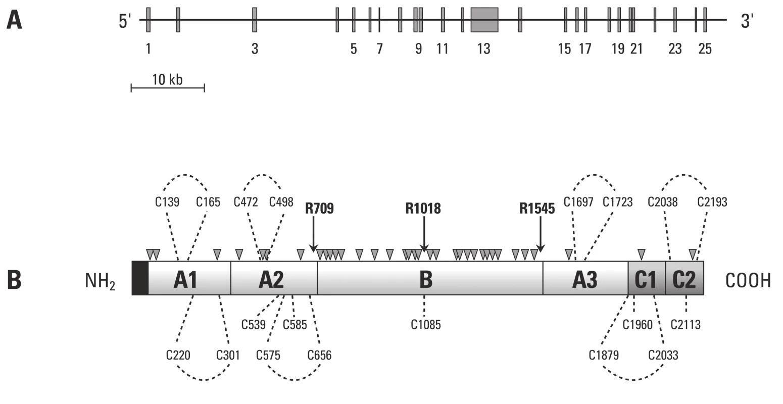 Schematické znázornění struktury F V (převzato z práce Segers K., Dahlbäck B, Nicolaes G. Coagulation factor V and thrombophilia: Background and mechanisms).