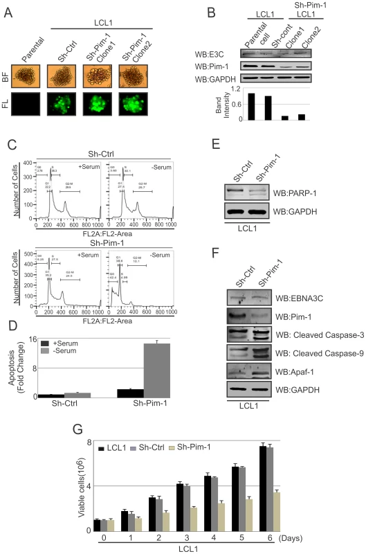 Pim-1 silencing by sh-RNA sensitizes EBV transformed lymphoblastoid cells by induction of the intrinsic apoptosis signaling pathway.