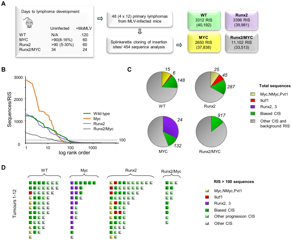 (A) Features and design of the RIM/DS complementation screen. Average lifespan (days) of wildtype (WT), CD2-<i>MYC</i>, CD2-<i>Runx2</i> and CD2-<i>MYC/Runx2</i> double transgenic mice, without and with MoMLV infection.