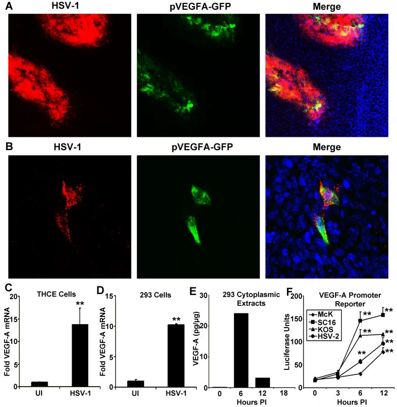 HSV-1 infection drives transcriptional upregulation of VEGF-A.